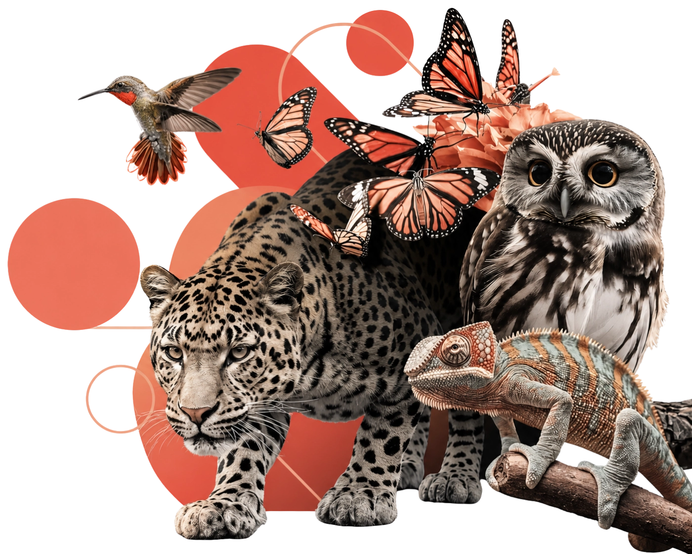 Jaguar, búho, camaleón, colibrí y mariposas con detalles coral